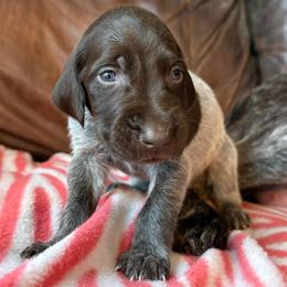 Boy 1 - Liver roan male German Shorthaired Pointer puppy in Troy, North Carolina from Uwharrie GSP