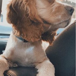 Cockapoos, Miniature Schnauzers, and Schnoodles from What’s Up Doods