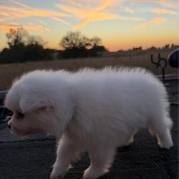Boy 3 - Nemo (brown collar) - White male American Eskimo Dog puppy in Brookfield, Missouri from Mauzey Eskies