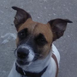 Russell Terriers from RBw Kennel