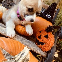 American Corgi and Pembroke Welsh Corgi Puppies from Cascadian Space Coast Corgis LLC