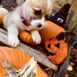 American Corgi and Pembroke Welsh Corgi Puppies from Cascadian Space Coast Corgis LLC