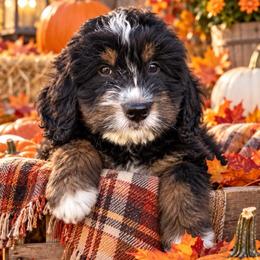 Purple - Tri-color male Bernedoodle puppy in Petersburg, Michigan from Brittany’s Mini Bernedoodles