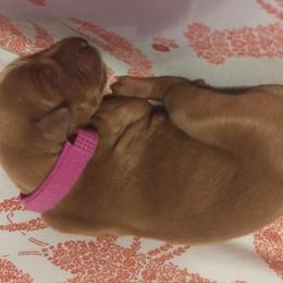 Dark Pink - Dark golden female Golden Retriever puppy in Davisboro, Georgia from Ginger Snap Golden Retrievers