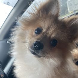 Cappy - Pomeranian