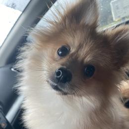 Cappy - Pomeranian