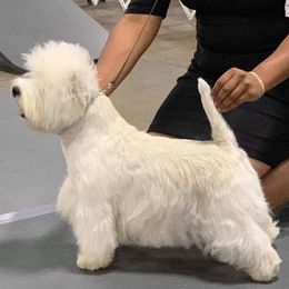 West Highland White Terriers from Snow drop