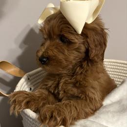 Toadette - Red  female Goldendoodle puppy in Dayton, Tennessee from MK Goldendoodles