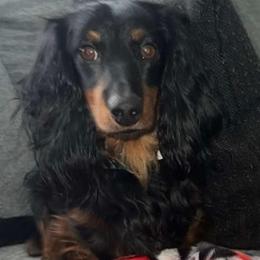 Willie Nelson - Black and tan male Dachshund puppy in Turtletown, Tennessee from Stachia’s C4 Dachshunds
