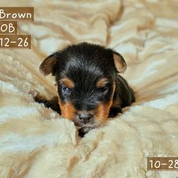 Frosty - Black and tan male Yorkshire Terrier puppy in Nitro, West Virginia from Kathryn's Yorkies