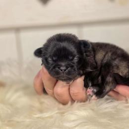 French Bulldog and Pekingese Puppies from SFLK
