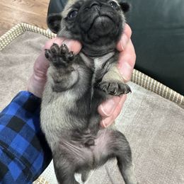 Boy 3 - male Pug puppy in Troutman, North Carolina from Ohana Pugs