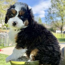 Onyx (BLACK collar) - male Australian Mountain Doodle puppy in Highland, Utah from Angel Pups Deluxe