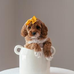 Ivy - Red and white female Cockapoo puppy in Altamonte Springs, Florida from The Perks of Pups