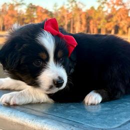 Dark purple - Black tri female Miniature Australian Shepherd puppy in 32046, Florida from River Hill Ranch