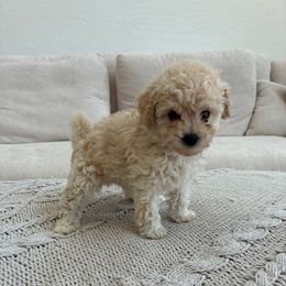 Magenta girl - Cream female Poodle puppy in Maricopa, Arizona from La Petite poodle