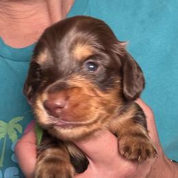 AKC Harvest (Green) - Chocolate and tan male Dachshund puppy in Cherry Valley, California from Sugar and Spice Dachshunds