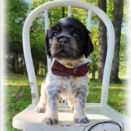 Anthony - Blue roan and tan male Cocker Spaniel puppy in Tecumseh, Oklahoma from Gambill's Cocker Spaniel Cuties