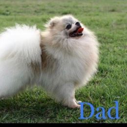 Johnny - Pomeranian