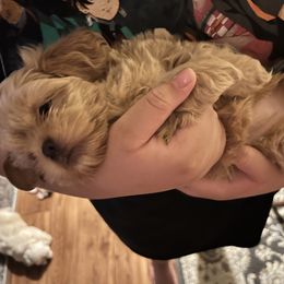 Shih Tzu Puppies from The Lion dog Shih Tzu