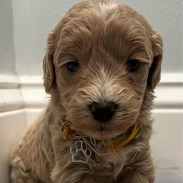 Yellow Boy - Cream male Goldendoodle puppy in Largo, Florida from My Favorite Doodle