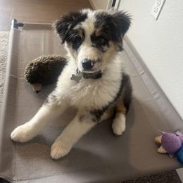Australian Shepherd Puppies from Knight's Aussies