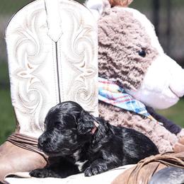 Baby Girl 2 - Black female Portuguese Water Dog puppy in Chatfield, Minnesota from Next Generation