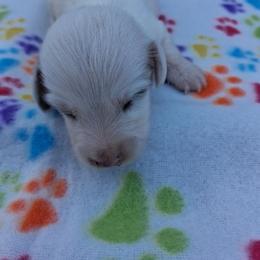 Bo - Piebald male Dachshund puppy in Piggott, Arkansas from KL Country