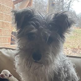 Eleanor - Miniature Schnauzer