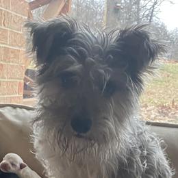 Eleanor - Miniature Schnauzer