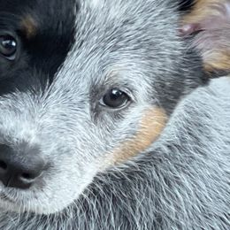 Australian Cattle Dogs from Tall Pines Cattle Dogs