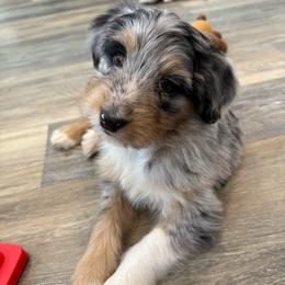 Sterling - Blue merle male Aussiedoodle puppy in Buffalo, Illinois from Pear Tree Pups