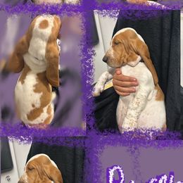 Basset Hound Puppies from For the Love of Long Ears AKC purebred Basset Hounds
