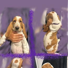 Basset Hound Puppies from For the Love of Long Ears AKC purebred Basset Hounds