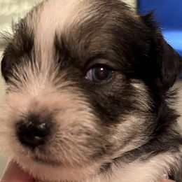 Miniature Schnauzer puppies from Brown’s Kennel Club