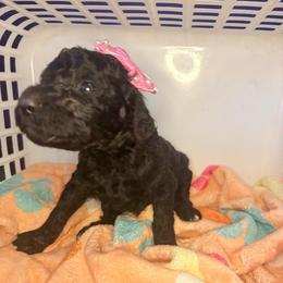 Belle (wMichelle) - Silver female Poodle puppy in Meadowbrook, California from Standard Poodle Pups