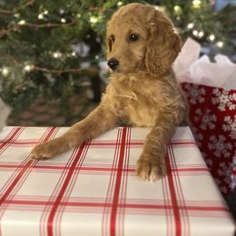 Rory - Apricot female Goldendoodle puppy in South Jordan, Utah from Wasatch Pup