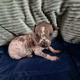 Taco - Dark brown female Xoloitzcuintli puppy in Manitowoc, Wisconsin from Wonderland Kennel