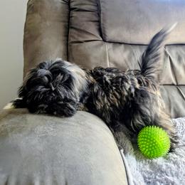 Chrome - Brindle male Lhasa Apso puppy in Hillsboro, Oregon from Luv-N-Laughter Lhasa Apsos