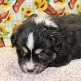 Black Tri 2 - Black tri female Miniature Australian Shepherd puppy in Ronan, Montana from Dirt Road Aussie’s of Montana