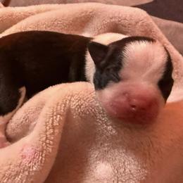 Krampus - Black and white male Boston Terrier puppy in Kingsport, Tennessee from Dreamweaver Bostons