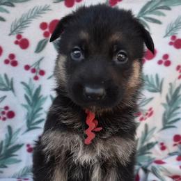 Red Boy - Black and tan male German Shepherd puppy in Grants Pass, Oregon from Granville German Shepherds