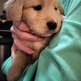 Dark Green - Golden male Golden Retriever puppy in Madison, Ohio from Heckmans English Cream Golden Retrievers