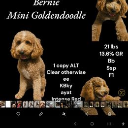 Bernie - Goldendoodle