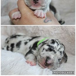 Devon - Mantle merle male Great Dane puppy in Spokane, Washington from Phoenix Family Danes