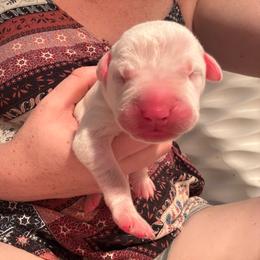 Eva - White female Dogo Argentino puppy in Winter Haven, Florida from El Riachuelo Dogo Argentino