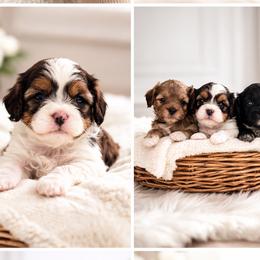 Cavapoos from Son Kissed Puppy Co