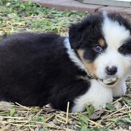 Quaid - Black tri-color male Australian Shepherd puppy in Clinton, Missouri from Rocky Top Hearts