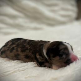 Boy 3 - Brown merle male Aussiedoodle puppy in Bellevue, Iowa from Easton L