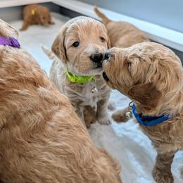 Double Doodle and Goldendoodle Puppies from Big Red Paw Doodles